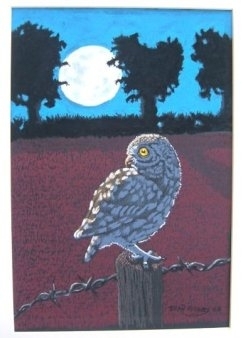 Little Owl